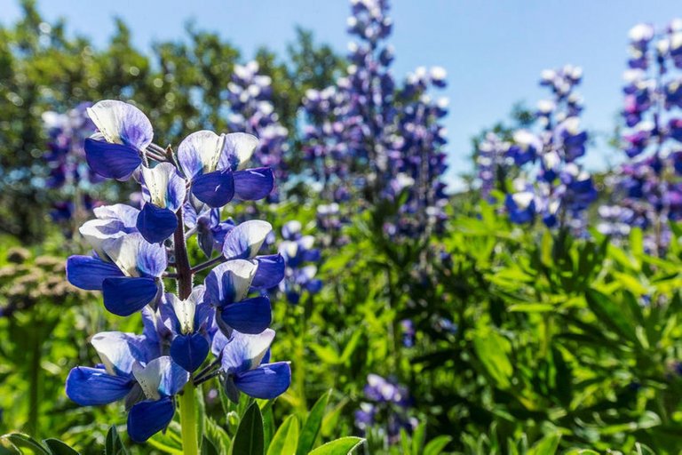 Sumarlokun skrifstofu