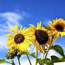 Sumarlokun skrifstofu