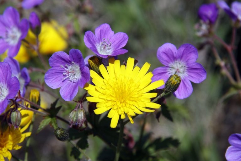 Sumarlokun skrifstofu